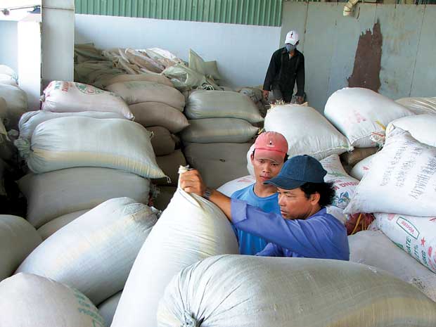 Thương lái trữ lúa gạo, nông dân trúng đậm