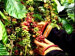Cần 15.000 tỉ đồng cứu DN cà phê trong nước