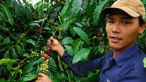 Thị trường thu mua nông sản: Doanh nghiệp cà phê lo mất “sân nhà”