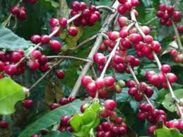 Thương hiệu Việt Nam bị bảo hộ ở nước ngoài:Cà phê Buôn Ma Thuột không phải là cá biệt 