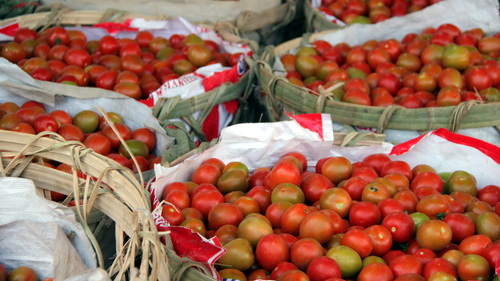 Lâm Đồng: giá cà chua tăng kỷ lục