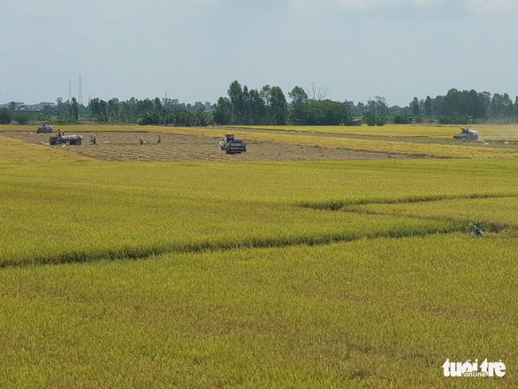 An Giang kiến nghị cho xuất khẩu gạo cứu nông dân và doanh nghiệp